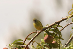 Crithagra hyposticta