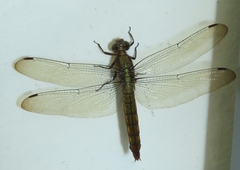 Orthetrum testaceum