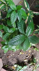 Psychotria viridis