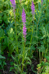 Pedicularis elata