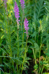 Pedicularis elata