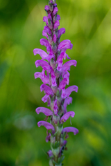 Pedicularis elata