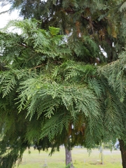 Cupressus × leylandii