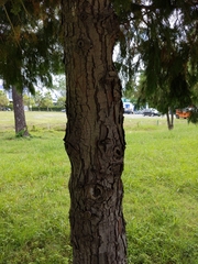 Cupressus × leylandii