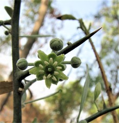 Balanites aegyptiaca