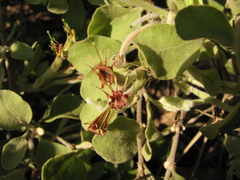 Dendrophthora