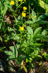 Potentilla asiatica