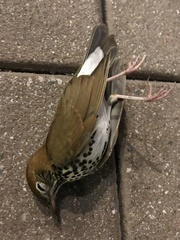 Hylocichla mustelina