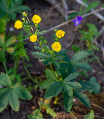 Potentilla asiatica