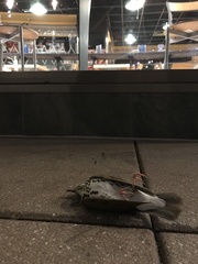 Hylocichla mustelina