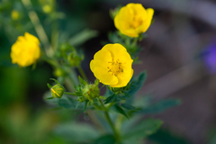 Potentilla asiatica