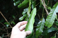 Carronia multisepalea