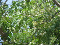 Albizia odoratissima