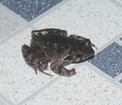Xenophrys