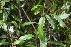 Carronia multisepalea