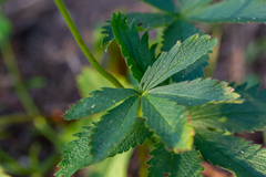 Potentilla asiatica