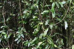 Carronia multisepalea