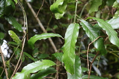 Carronia multisepalea