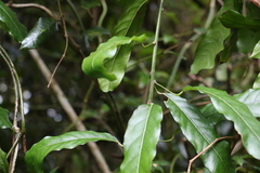 Carronia multisepalea