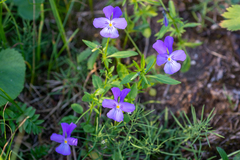Viola disjuncta