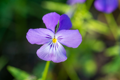 Viola disjuncta