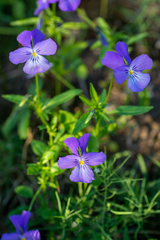 Viola disjuncta