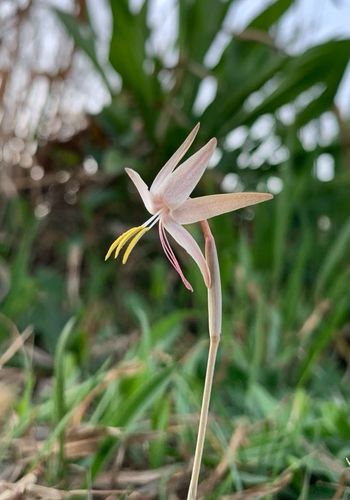 Hesperantha longicollis