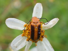 Nemognatha piazata