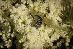 Erica leucanthera