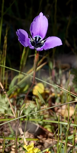 Moraea gigandra, photograph 1