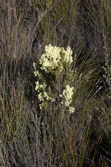 Erica leucanthera