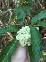 Viburnaceae
