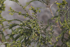 Passerina ericoides