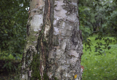 Betula chinensis