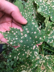 Cristulariella depraedans