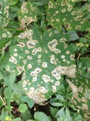 Cristulariella depraedans