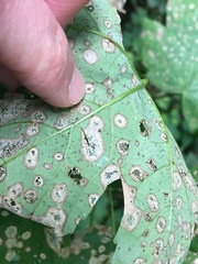 Cristulariella depraedans