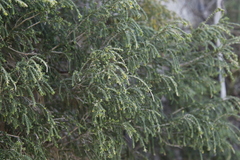 Passerina ericoides