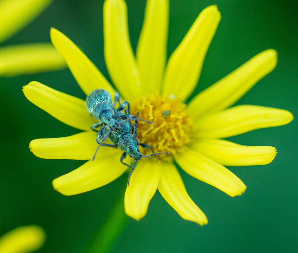 Phyllobius altaicus