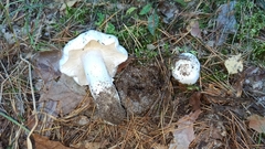 Tricholoma columbetta