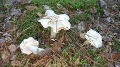 Tricholoma columbetta