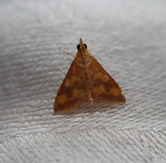 Pyrausta phoenicealis