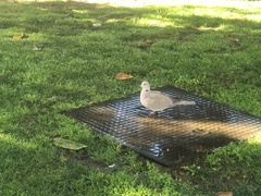 Streptopelia decaocto