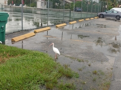 Eudocimus albus