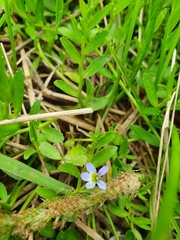 Lobelia pedunculata