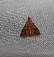 Pyrausta phoenicealis