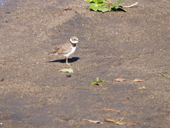 Charadrius dubius