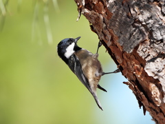 Periparus ater