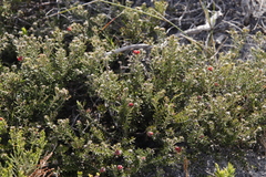 Trichocephalus stipularis