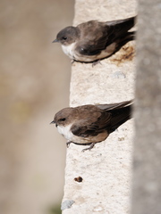 Ptyonoprogne rupestris